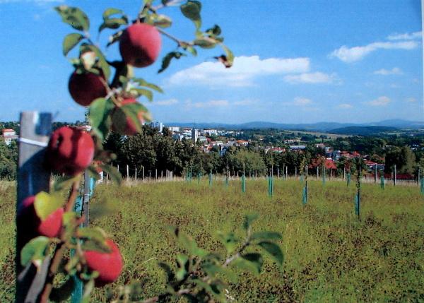 Tachov Genov sad